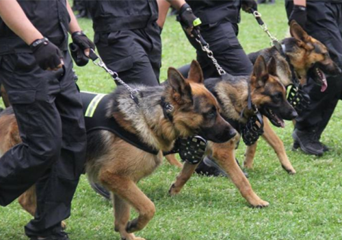 浙江高端隨身警犬護衛